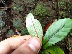 Acalypha integrifolia (Acalypha integrifolia)
