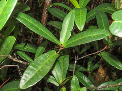 Acalypha integrifolia (Acalypha integrifolia)