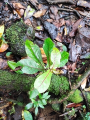 Acalypha integrifolia (Acalypha integrifolia)