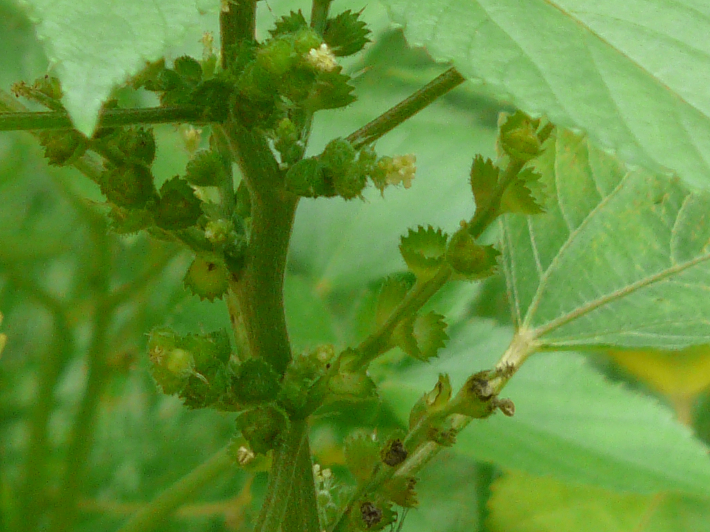 Acalypha lanceolata: Acalypha lanceolata Willd.