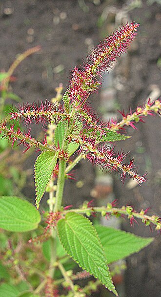Acalypha langiana: Native to Mexico and Guatemala, where it is used for wounds and cancer in folk medicine. Photo from the Jardin Etnobotanico, Cuernavaca, Mexico. In context at w
