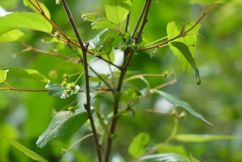 Acalypha leptopoda (Acalypha leptopoda)