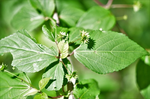 Acalypha leptopoda (Acalypha leptopoda)