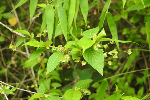 Acalypha leptopoda (Acalypha leptopoda)