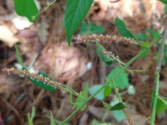 Acalypha leptopoda (Acalypha leptopoda)