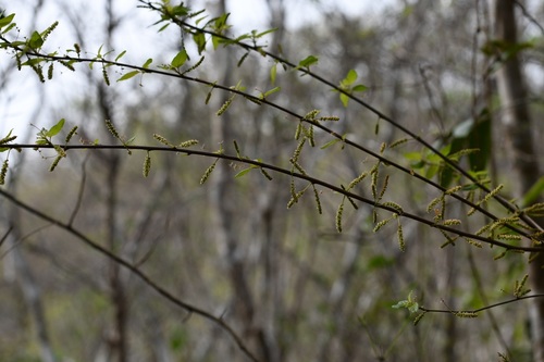 Acalypha leptopoda (Acalypha leptopoda)
