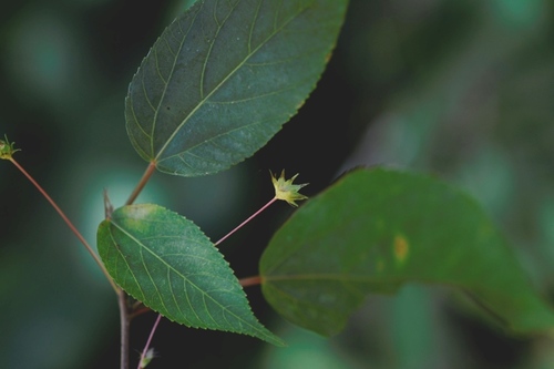 Acalypha leptopoda (Acalypha leptopoda)