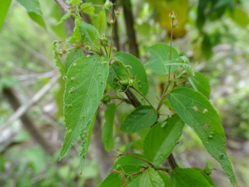 Acalypha leptopoda (Acalypha leptopoda)