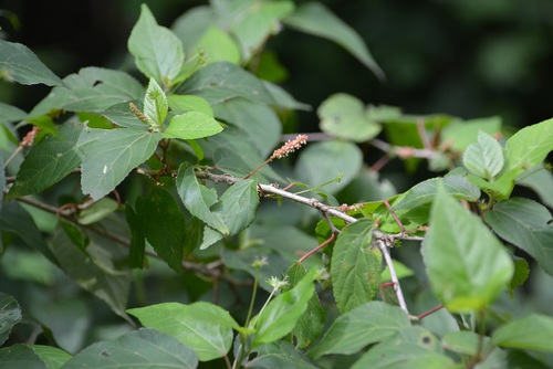 Acalypha leptopoda (Acalypha leptopoda)