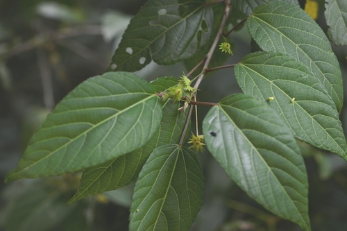Acalypha leptopoda (Acalypha leptopoda)