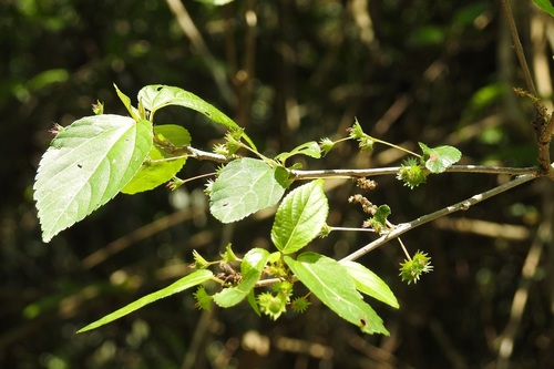 Acalypha leptopoda (Acalypha leptopoda)