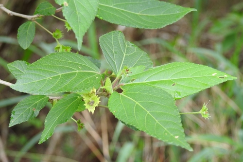 Acalypha leptopoda (Acalypha leptopoda)