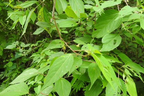 Acalypha leptopoda (Acalypha leptopoda)