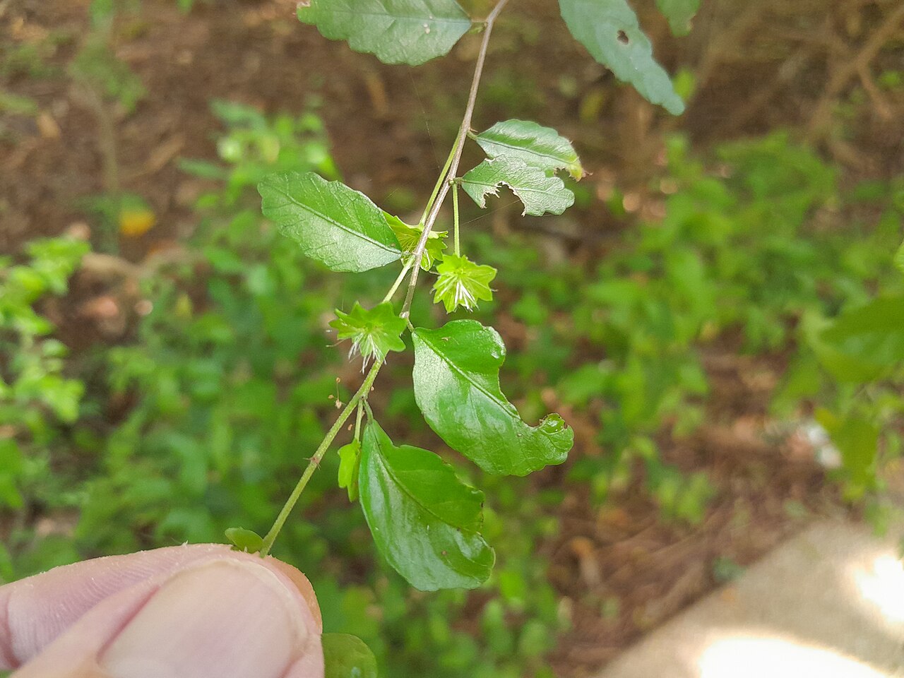 Acalypha lyonsii: Female flowers on Acalypha lyonsii in Cairns Botanic Gardens , January 2024