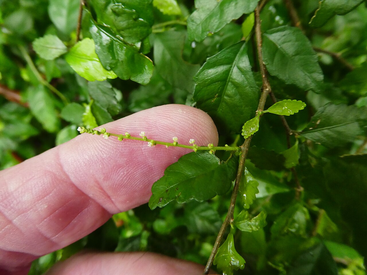 Acalypha lyonsii: Acalypha lyonsii with male flowers