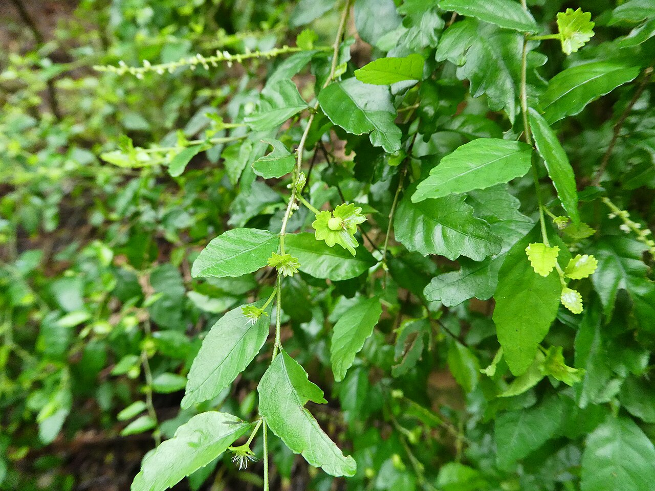 Acalypha lyonsii: Acalypha lyonsii with flowers and fruit