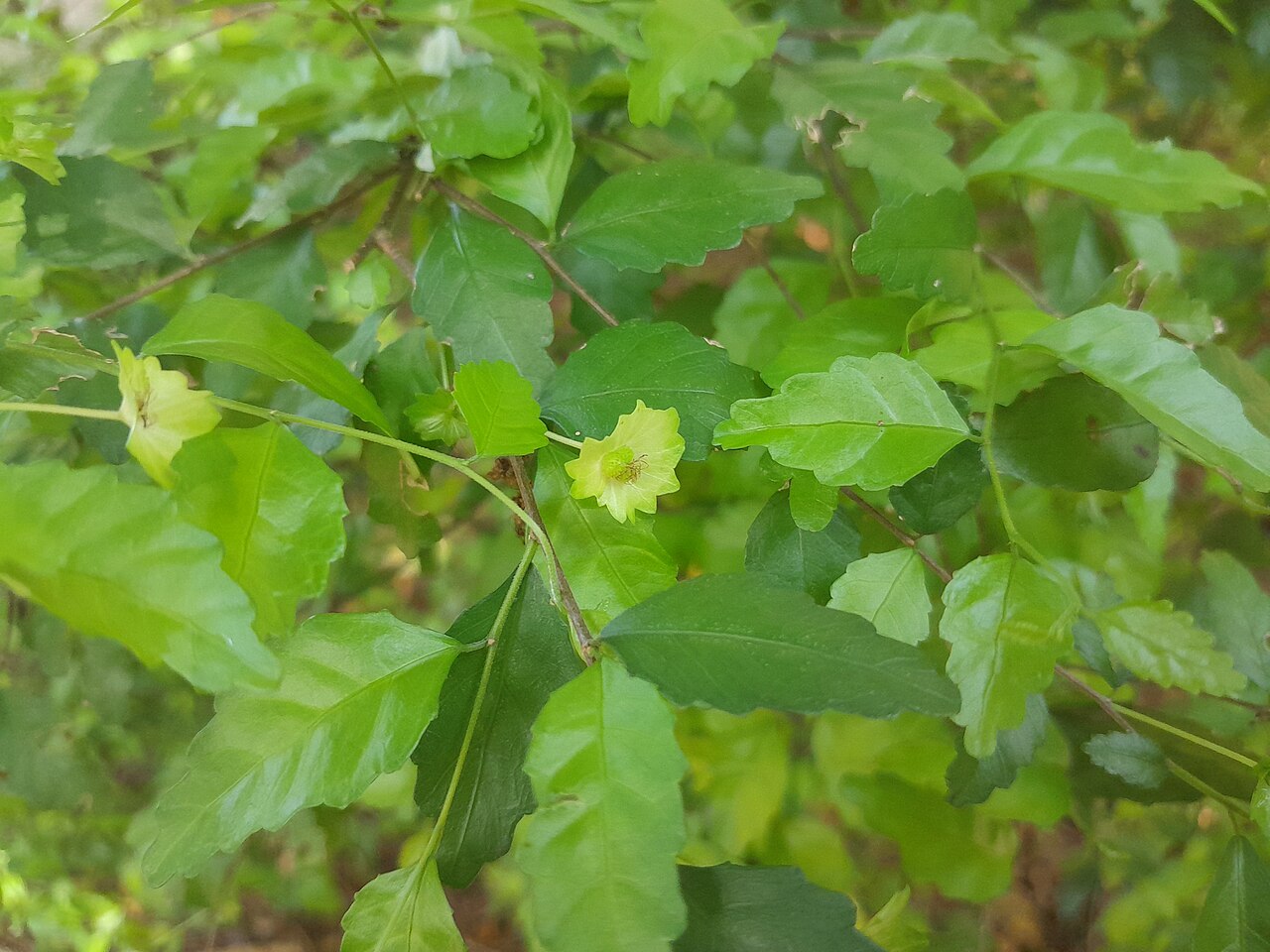 Acalypha lyonsii: Acalypha lyonsii with immature fruit in Cairns Botanic Gardens , January 2024