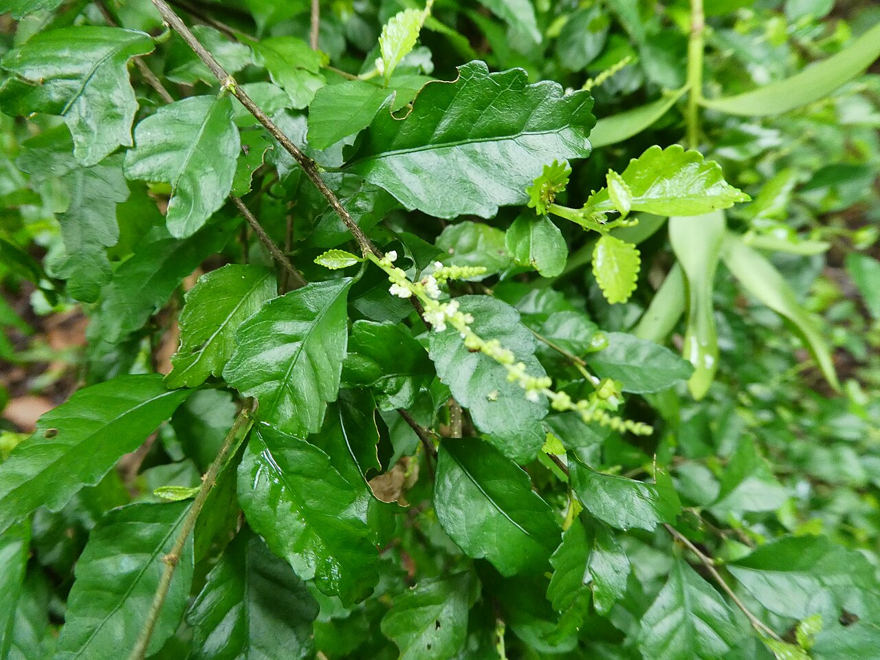 Acalypha lyonsii: Acalypha lyonsii with male flowers