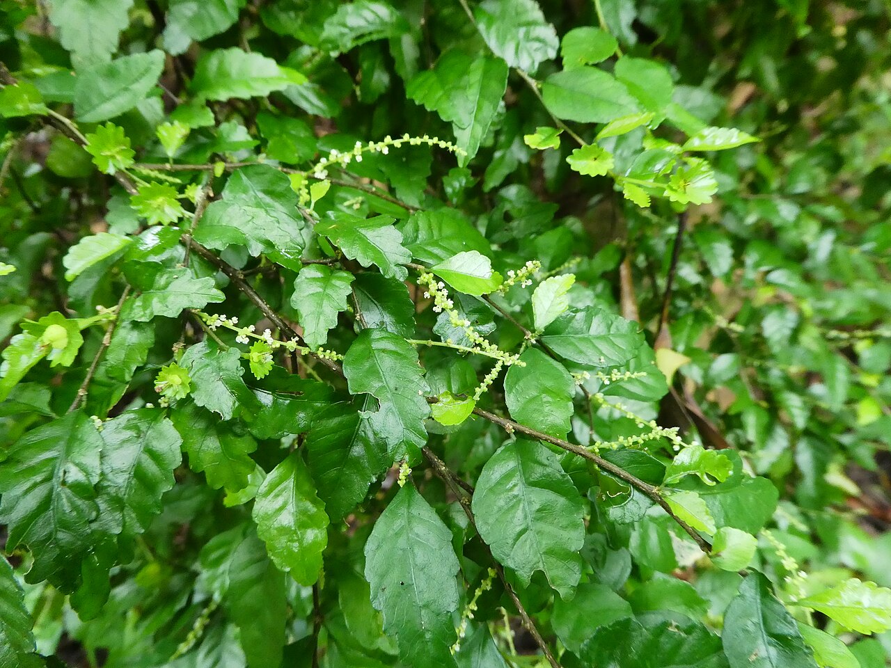 Acalypha lyonsii: Acalypha lyonsii with flowers and fruit