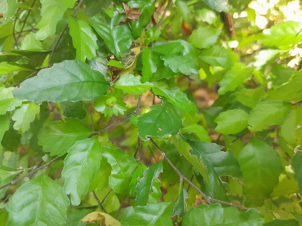 Acalypha lyonsii: Acalypha lyonsii flowering in Cairns Botanic Gardens , January 2024