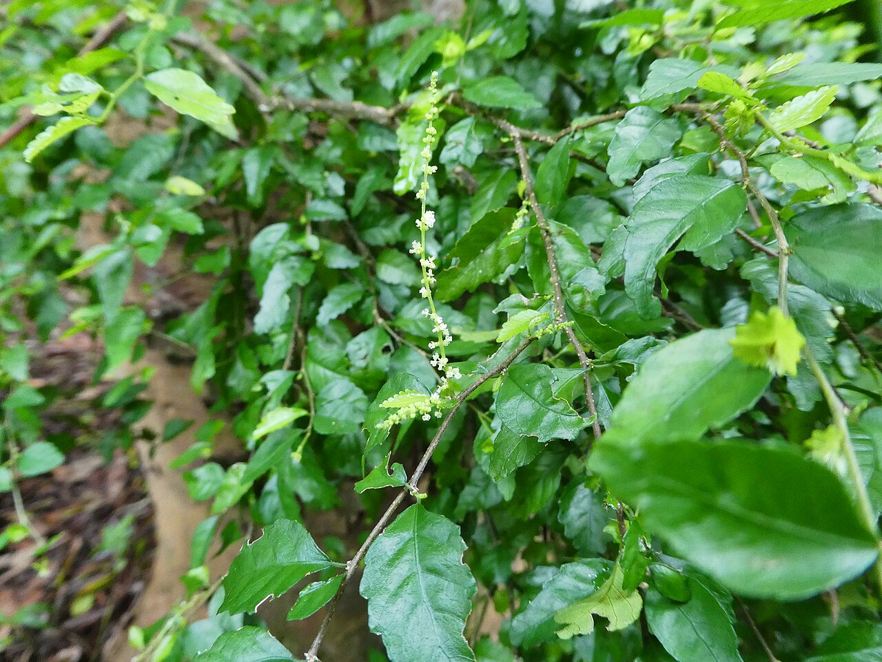 Acalypha lyonsii: Acalypha lyonsii with male flowers