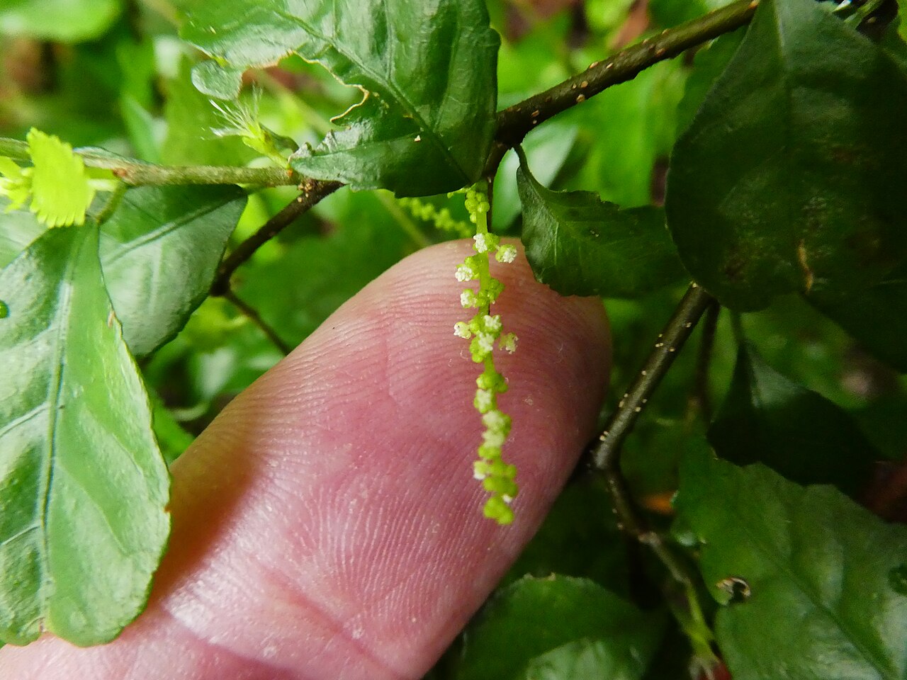 Acalypha lyonsii: Acalypha lyonsii with male flowers