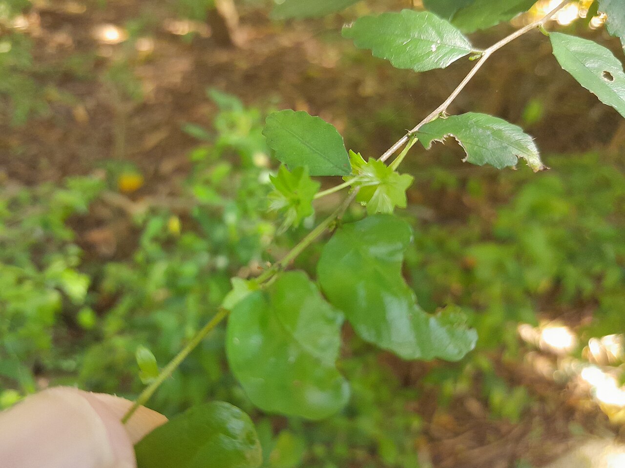 Acalypha lyonsii: Acalypha lyonsii flowering in Cairns Botanic Gardens , January 2024