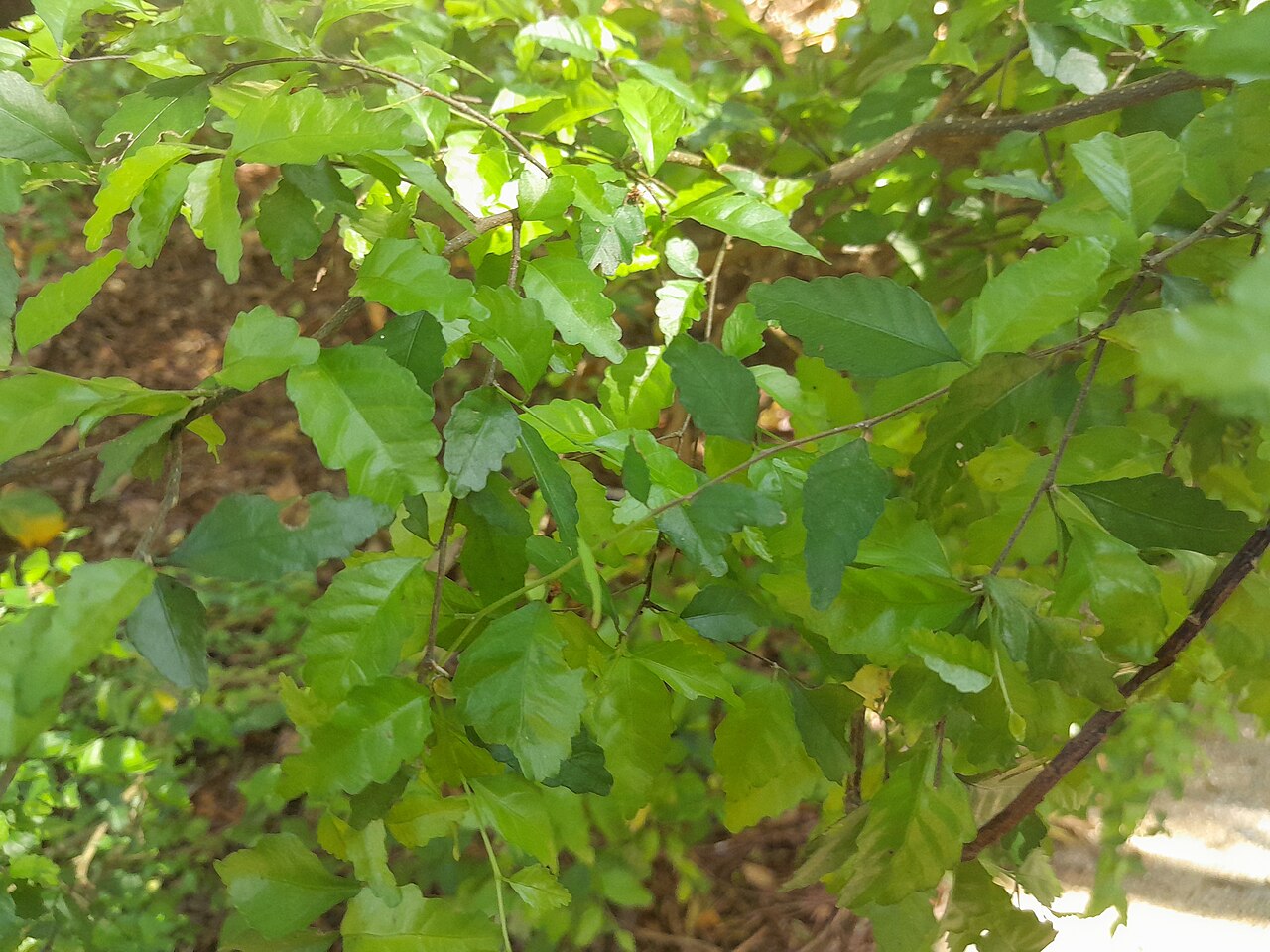 Acalypha lyonsii: Acalypha lyonsii growing in Cairns Botanic Gardens , January 2024