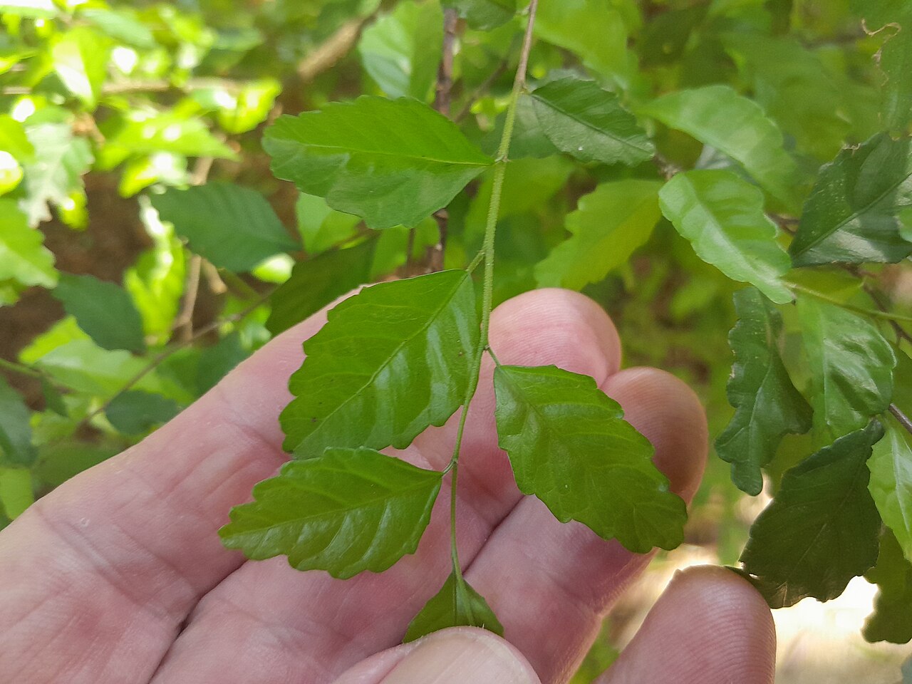 Acalypha lyonsii: Acalypha lyonsii growing in Cairns Botanic Gardens , January 2024