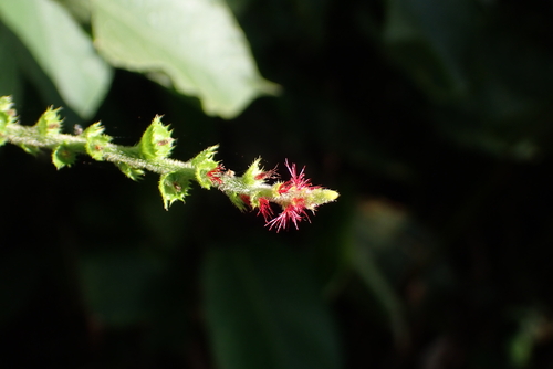 Acalypha macrostachya (Acalypha macrostachya)