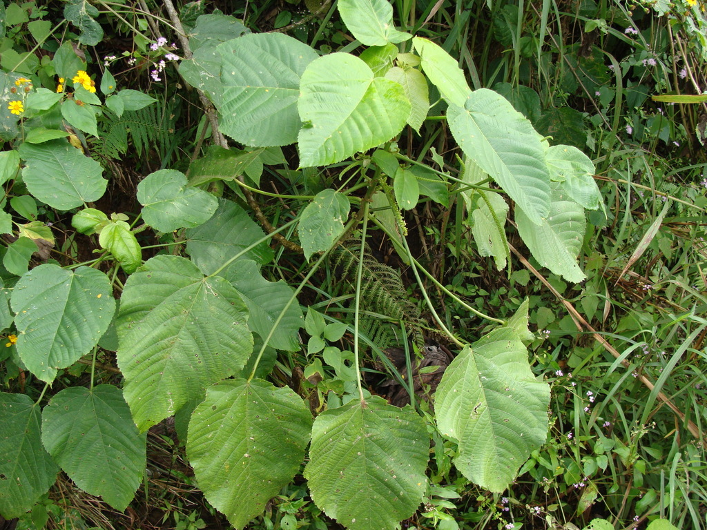 Acalypha macrostachya (Acalypha macrostachya)