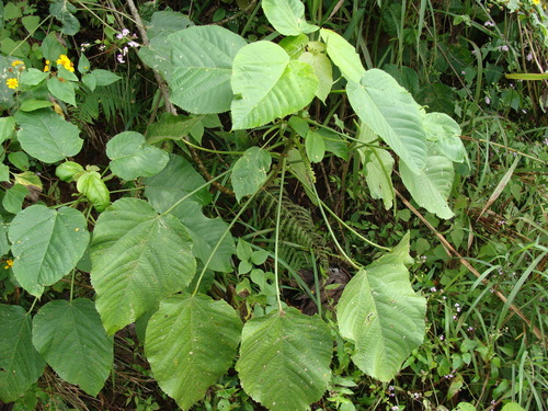 Acalypha macrostachya (Acalypha macrostachya)