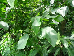 Acalypha macrostachya (Acalypha macrostachya)