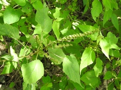 Acalypha macrostachya (Acalypha macrostachya)