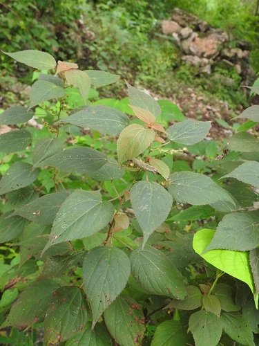 Acalypha macrostachya (Acalypha macrostachya)