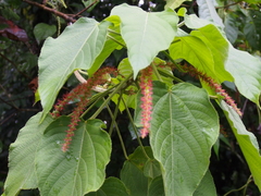 Acalypha macrostachya (Acalypha macrostachya)