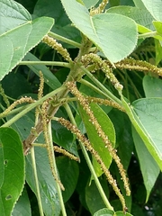 Acalypha macrostachya (Acalypha macrostachya)