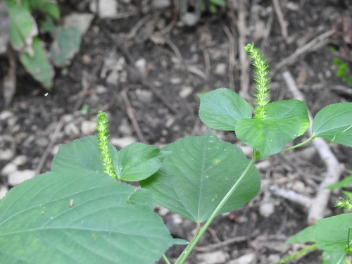 Acalypha macrostachya (Acalypha macrostachya)