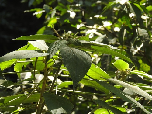 Acalypha macrostachya (Acalypha macrostachya)