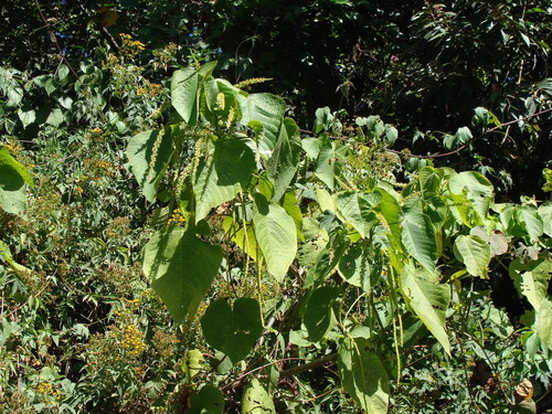 Acalypha macrostachya (Acalypha macrostachya)
