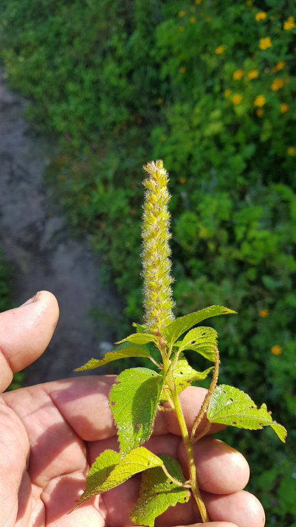 Acalypha membranacea (Acalypha membranacea)