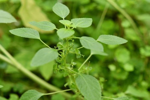 Mexican copperleaf (Acalypha mexicana)