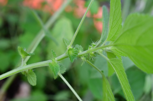 Mexican copperleaf (Acalypha mexicana)