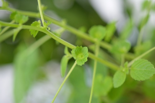 Mexican copperleaf (Acalypha mexicana)