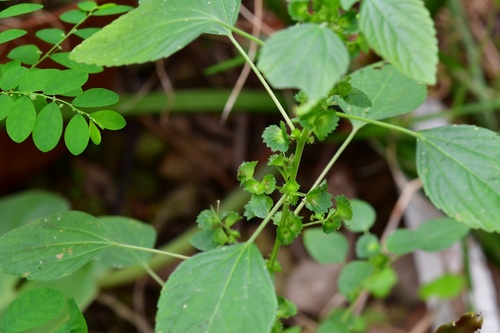 Mexican copperleaf (Acalypha mexicana)