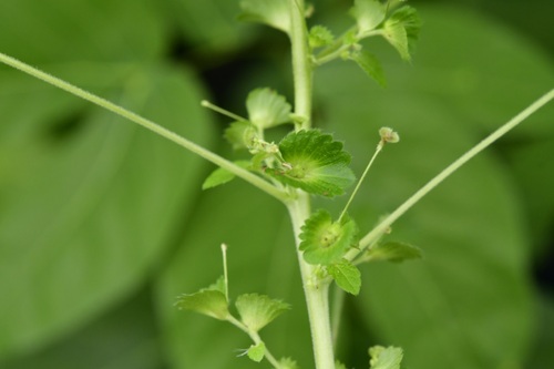 Mexican copperleaf (Acalypha mexicana)