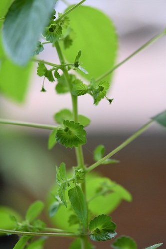 Mexican copperleaf (Acalypha mexicana)