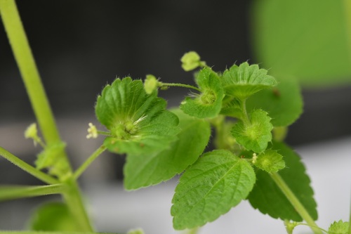 Mexican copperleaf (Acalypha mexicana)
