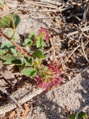Acalypha microphylla (Acalypha microphylla)