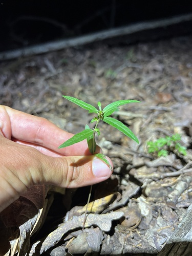Slender threeseed mercury (Acalypha monococca)